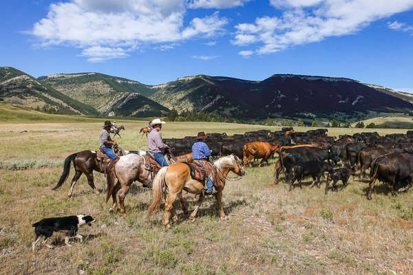 Rounding up cattle on horseback