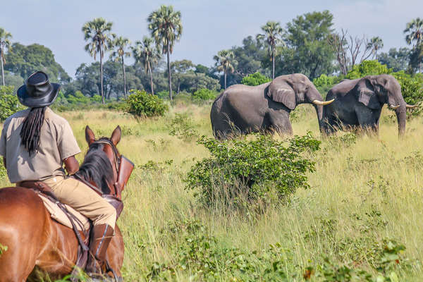 Safari guide on horseback, in front of an elephant, in Botswana
