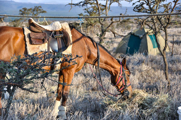 Safari horse picketed at camp in Borana, Kenya