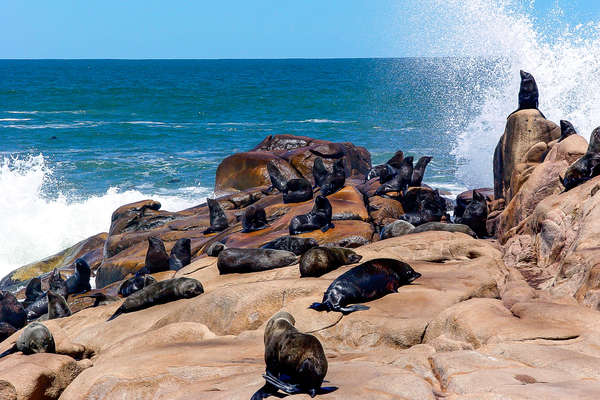 Sea lions in Uruguay