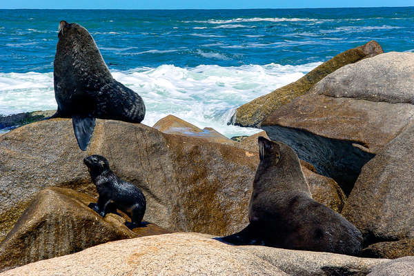 Sea Lions spotted on a trail ride in Uruguay