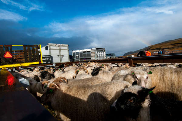 Sheep parked in a paddock during an Icelandic sheep round up