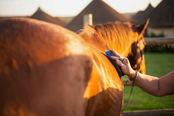 Someone brushing a horse in South Africa