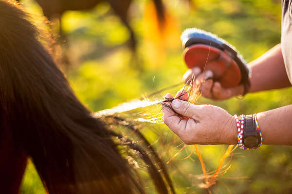 Someone detangling the horse's tail in South Africa