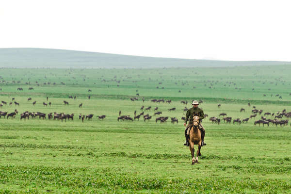 The Seregenti plains dotted with wildebeest