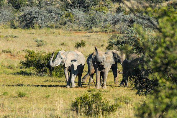 Three elephants in the Entabeni reserve