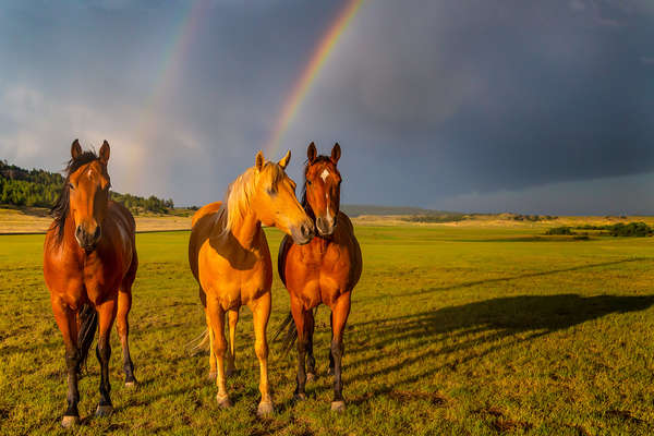 Three horses standing in a field in Kara Creek Ranch in Wyoming