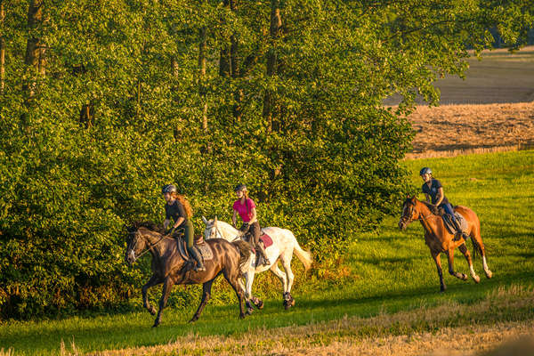 Three riders cantering at sunset in a field in Warmia