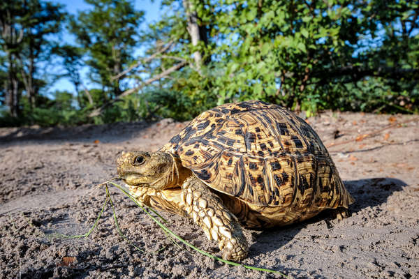 Tortoise in Botswana, Mashatu