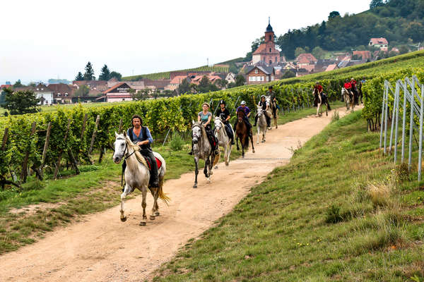 Trail riders riding across a vineyard in France, Alsace