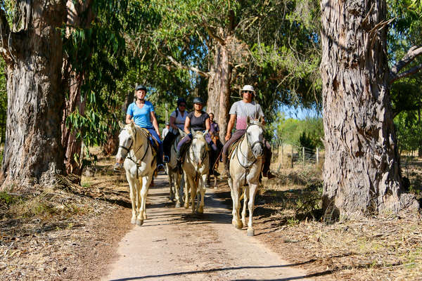 Trail riders riding under a canopy of trees in Porugal, Alentejo