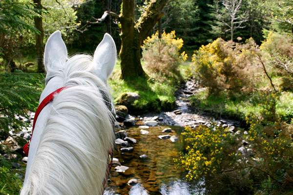 Trail riding in the saddle