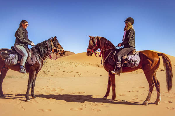 Two Arabian stallions in the Sahara