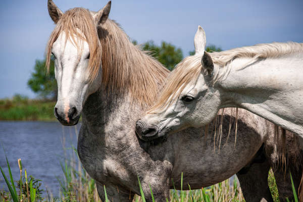 Two camargue horses playing in the sea