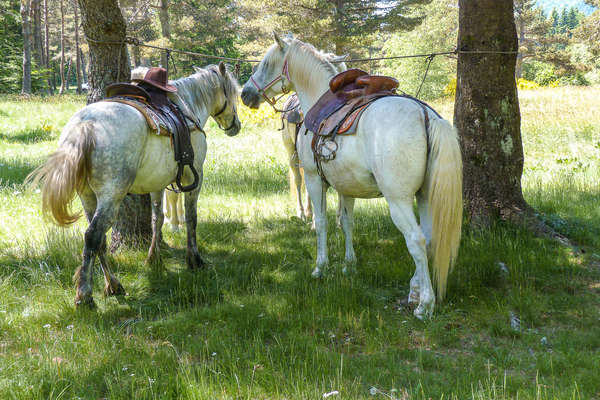 Two Camargue horses waiting for their riders
