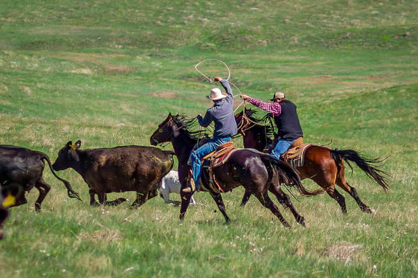 Two cowboys moving cattle in Wyoming