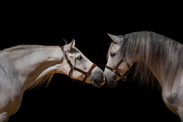 Two horses at EPona riding centre in Spain