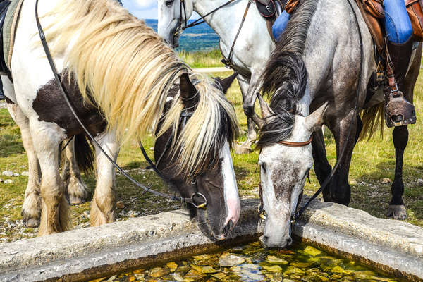 Two horses drinking from a fountain on a trail riding holiday