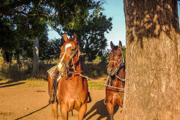 Two horses resting beneath a tree in Cuba