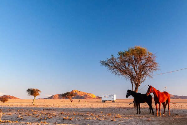 Two horses waiting to be fed