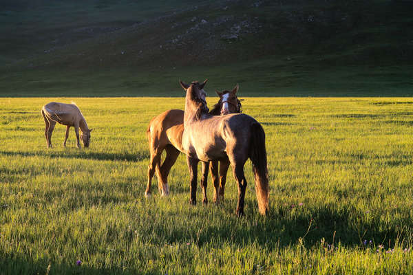 Two Mongol horses at sunset