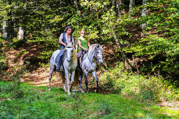 Two riders riding beautiful SPanish horses on a trail ride in the forest in Alsace