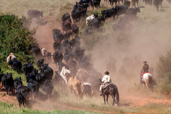 Two wranglers rounding up cattle in the dust
