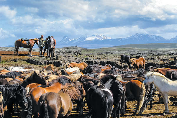 Vididalstungurett horse round-up, Iceland