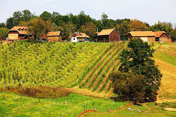 Vineyards in Croatia