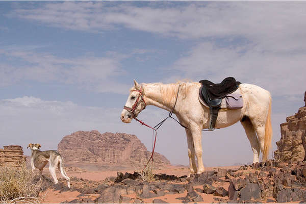 Wadi rum desert on horseback