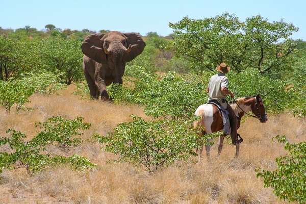Watching elephant in the saddle during an equestrian holiday in Namibia