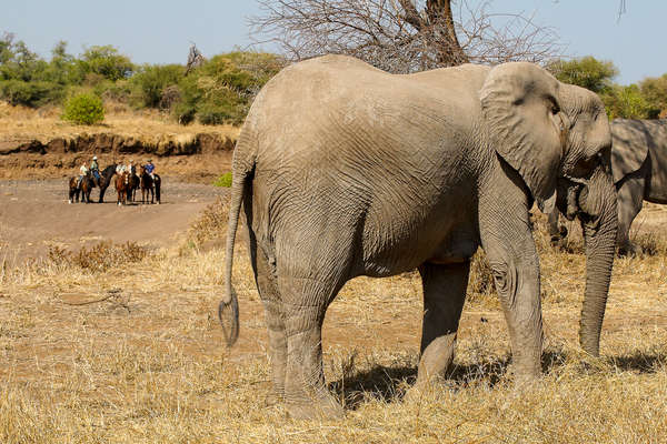 Watching elephant on the African Explorer safari