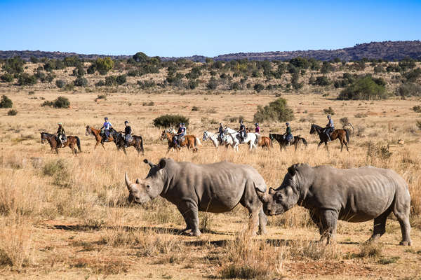 Watching rhino from the saddle on a riding safari in South Africa