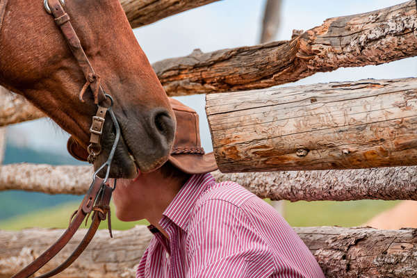 Western bit on a Quarter horse