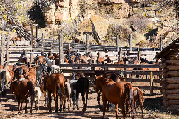 Western horses used on a ranch holiday