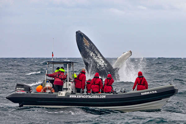 Whale watchers on a trip in the Azores