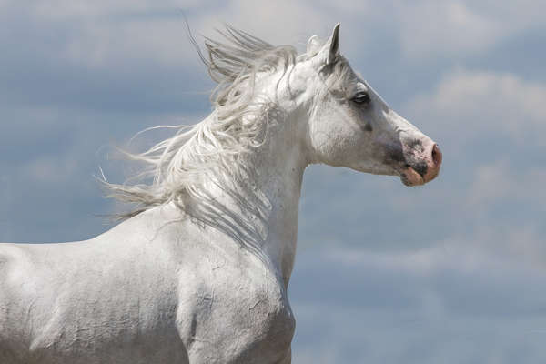 White Arabian horse
