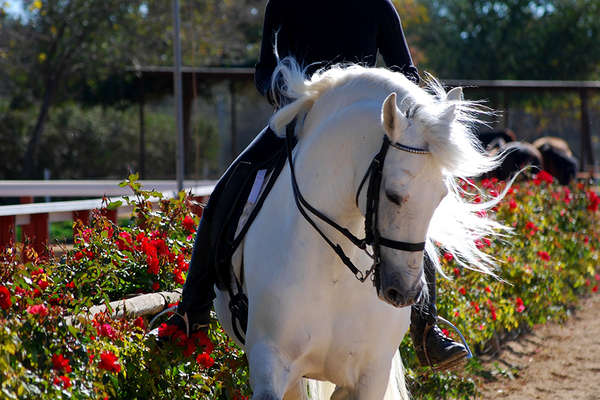 White horse during classical training in Spain
