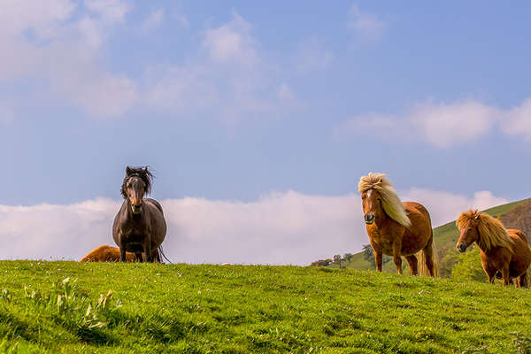 Wild ponies in Devon, England