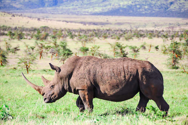 Wild rhino at Borana Lodge in Kenya