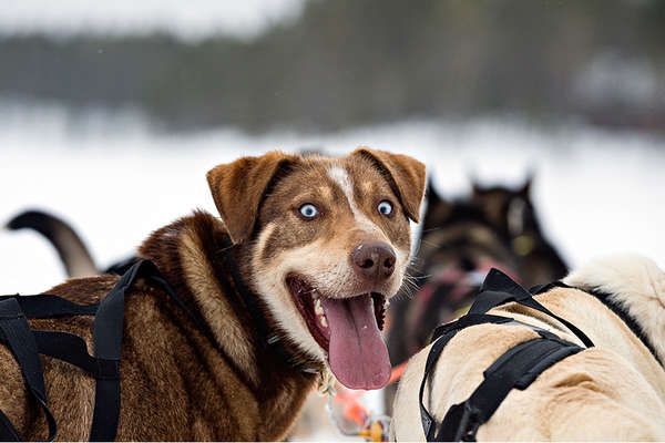 Winter riding holiday in Lapland