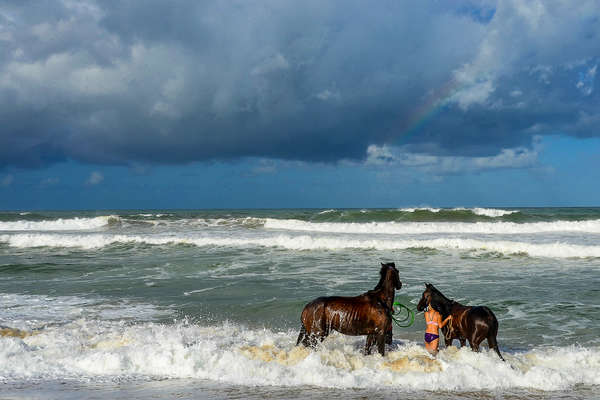 Woman taking the horses for a swim in the Indian Ocean