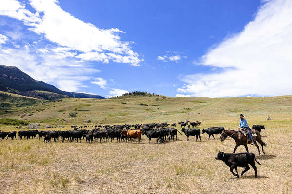 Working with cattle at the Dryhead ranch