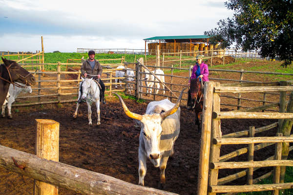 Working with cattle on horseback in Tuscany, Italy
