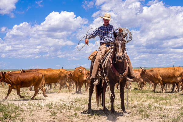 Wrangler amongst a small herd of cows on a ranch in Colorado