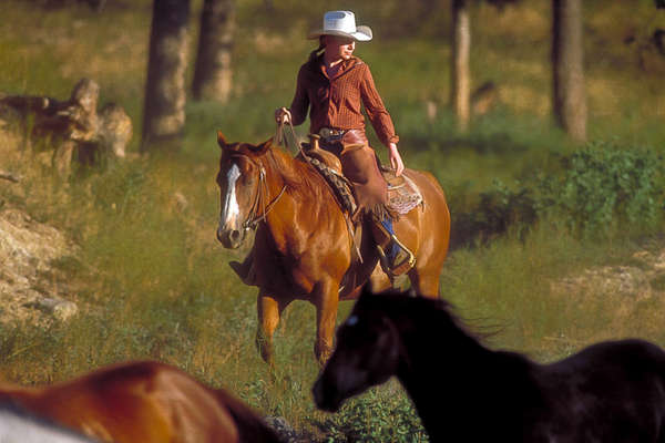 Wrangler bringing in horses at the Three Bars Ranch