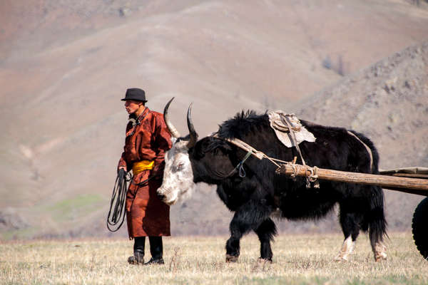 Yak-pulled cart and nomad in Mongolia