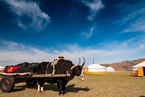 Yak-pulled cart in Mongolia on a trail riding holiday
