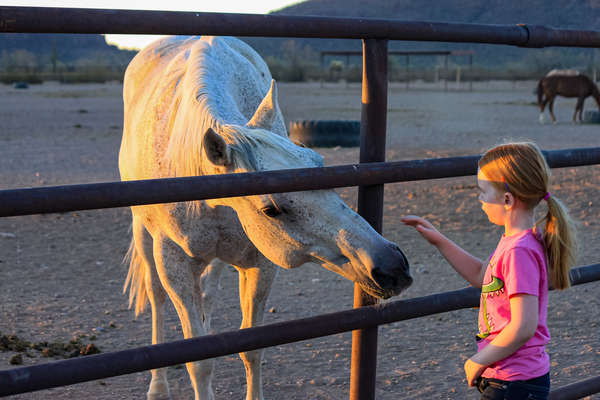 Young girl petting a horse at White Stallion Ranch