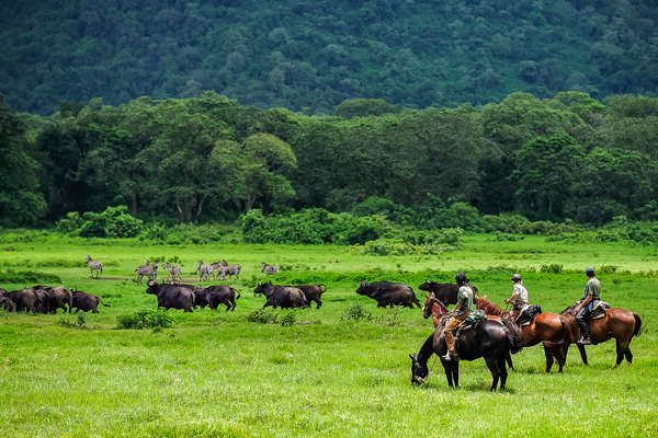 Zebra and buffalo on safari in Tanzania